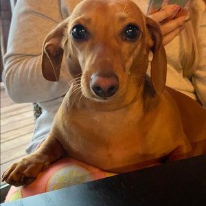 Meet your Posher, Ann